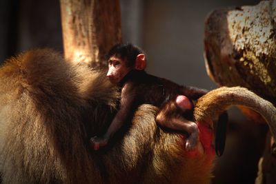 Close-up of monkey