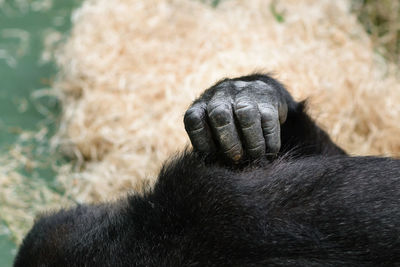 Close-up of a monkey