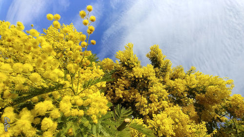 Close-up of yellow flowering plants against sky