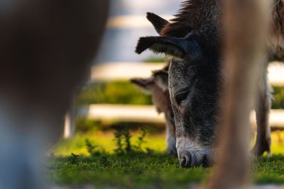 Close-up of a horse on a field