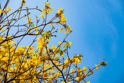 Low angle view of yellow flowering plant against clear blue sky