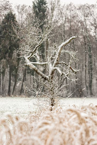 Close-up of frozen bare trees in forest