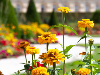 Close-up of yellow flowering plant