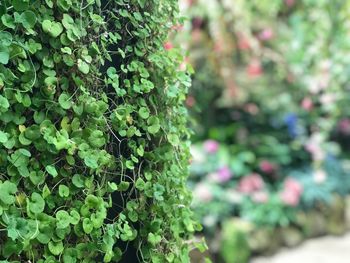 Close-up of fresh green plant