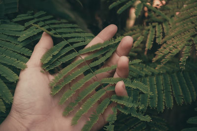 Close-up of hand holding leaves