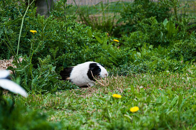 View of a bird on field