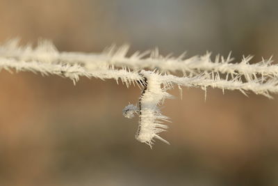 Close-up of snow
