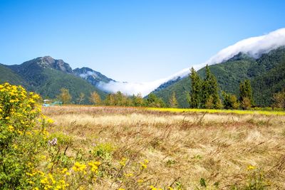 Scenic view of field against clear blue sky