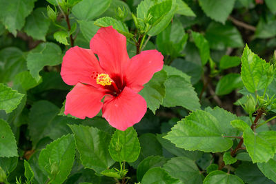 Close-up of red flowering plant