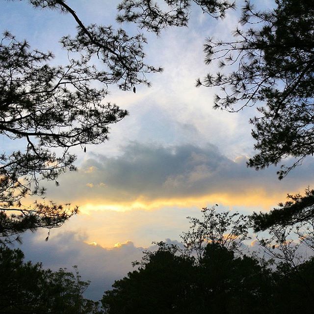 tree, sky, silhouette, tranquility, beauty in nature, low angle view, scenics, cloud - sky, tranquil scene, sunset, nature, branch, cloudy, growth, cloud, idyllic, dramatic sky, outdoors, no people, orange color