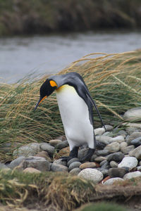 King penguin on stones by sea