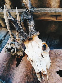 High angle view of animal skull