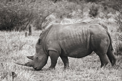 Rhino standing in field