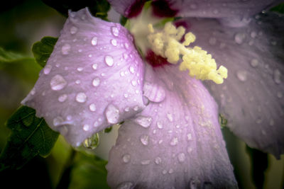 Close-up of wet pink flower