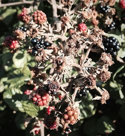 Close-up of red berries on tree