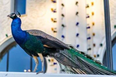 Close-up of peacock perching