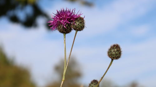 Close-up of thistle against sky