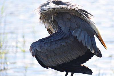Close-up of a bird flying