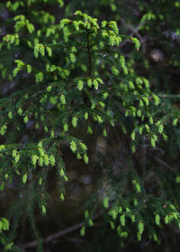 Close-up of moss growing on tree in forest