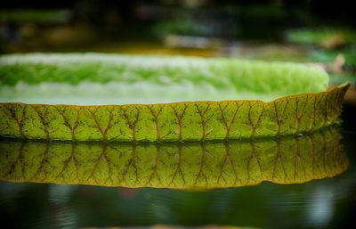 Close-up of yellow leaf against lake