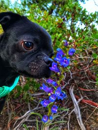 Close-up portrait of a dog