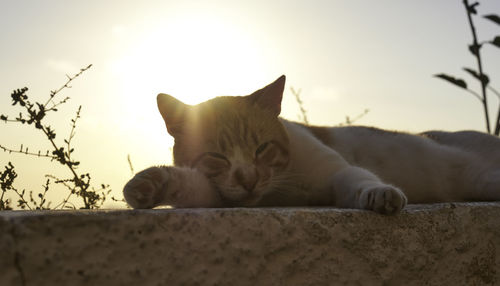 Close-up of cat sleeping on field against sky during sunset