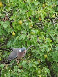 Close-up of bird perching on branch