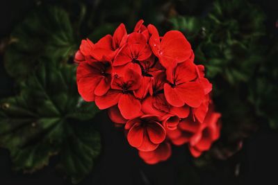 Close-up of red rose flower in park