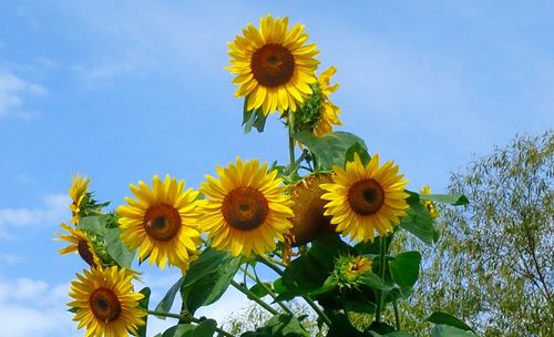 Low angle view of sunflower against sky