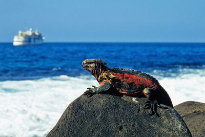 Lizard on rock by sea against sky