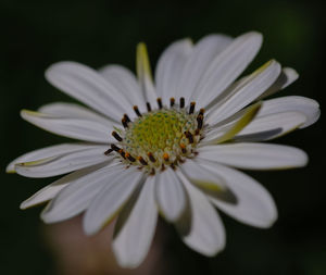 Close-up of white flower blooming at night