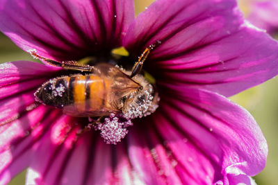Close-up of bee on pink flower