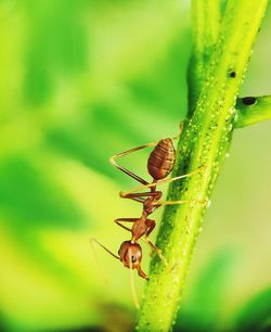 Close-up of insect on plant