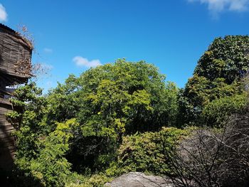 Low angle view of trees against sky