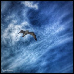 Low angle view of seagull flying against sky