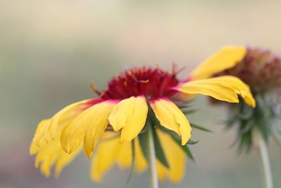 Close-up of yellow flowering plant