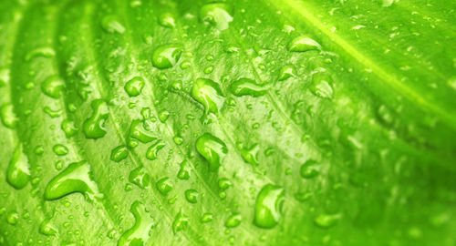 Full frame shot of raindrops on green leaf