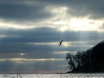 Silhouette birds flying over sea against sky