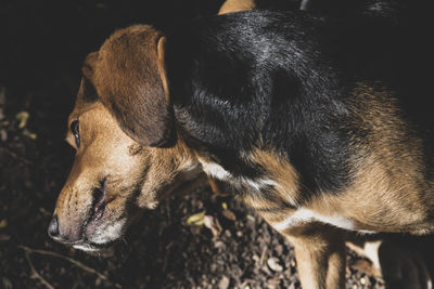 Close-up of dog sleeping