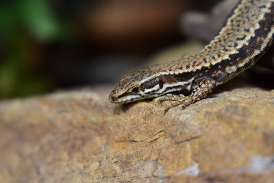 A small lizard on a rock