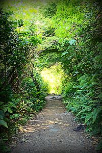 Narrow pathway along trees in park