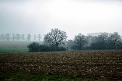 Scenic view of grassy field