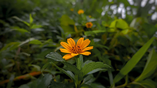 Close-up of yellow flowering plant