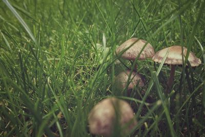 Close-up of mushroom growing on field