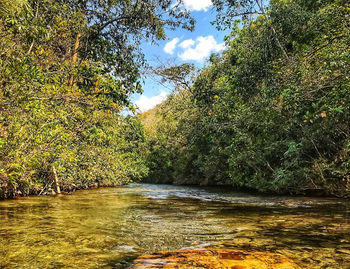 Scenic view of river amidst trees in forest against sky