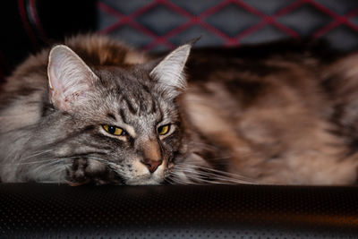 Close-up portrait of a cat