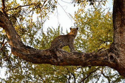 Low angle view of cat on tree