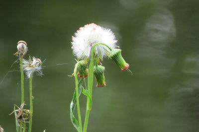 Close-up of white dandelion flower bud