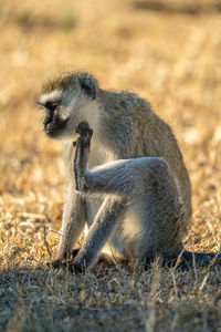 View of monkey on field