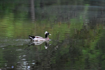Duck swimming in a lake